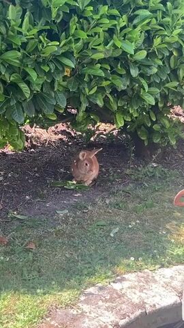 The video shows a reddish brown rabbit sitting beneath a green shrub in a yard. The rabbit moves slightly and then walks toward a bird feeder. The ground underneath the shrub is a mixture of dirt and small green leaves. The rest of the yard has green grass, and there is a concrete walkway along the edge of the yard.