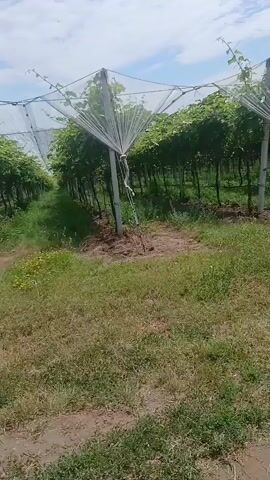 This video shows a vineyard with rows of grapevines supported by trellises and covered with netting. The netting is white and translucent, and it extends over the top of the vines, likely to protect them from pests or birds. The grapevines have green leaves and appear to be healthy. The ground in the vineyard is covered with grass and some patches of dry soil. The sky is visible in the background, with some clouds. The video appears to be taken from a ground-level perspective, possibly while walking through the vineyard. There are no people or animals visible in the video. The overall impression is of a well-maintained agricultural setting.