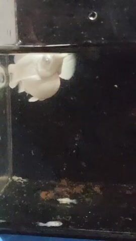 A white fish swims near the surface of dark water in a tank. The fish appears to have a swollen belly and is swimming with its fins spread. There are small, reddish-brown particles and a few tiny white objects on the bottom of the tank. The video is grainy and the lighting is poor.