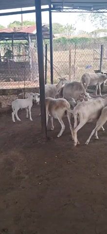 The video shows a small flock of sheep and lambs in a dirt-floored enclosure. The enclosure is surrounded by a chain-link fence. Some metal poles support a roof-like structure, providing shade. There are eight visible sheep and lambs of varying sizes, most are light in color, and some appear to be quite young lambs. They are walking around the enclosure. The environment suggests a rural or agricultural setting. A low, tin-roofed building is visible in the background.