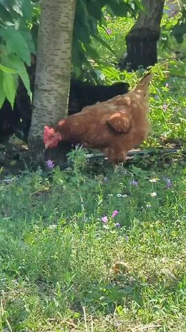 The video shows several chickens foraging in a grassy area under the shade of trees. One chicken, a light brown hen, is prominently featured in the center of the frame, pecking at the ground. To its left, a black chicken with a red comb is also visible. In the background, more chickens can be seen amongst the trees and foliage. The environment appears to be a natural outdoor setting with green grass, scattered small purple flowers, and the trunks of trees. The lighting suggests it is daytime, with sunlight filtering through the leaves.