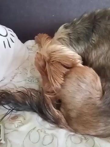 A medium-sized dog with light brown and dark brown fur is shown sleeping curled on a white patterned surface, resembling a bed or cushion. A black smartphone is partially visible behind the dog. At 0:03, a human hand briefly enters the frame from the left, gently touching the dog's head. The dog then lifts its head, opens its eyes, and looks to the left. It continues to look around as the video ends.