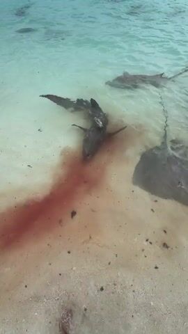The video shows shallow, clear, light blue water near a sandy beach. A reddish-brown cloud of what appears to be blood is in the water. Several stingrays and at least one shark swim in the water. The stingrays vary in size and color, ranging from grey to brown. The animals are close together and interact with the bloodied water. The scene is captured from an elevated perspective, possibly from a boat or dock. There are gentle waves lapping at the shoreline.
