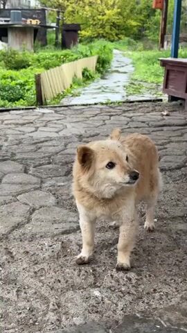 Here's a detailed description of the video:

The video shows a medium-sized, light brown dog standing on a cracked concrete surface outdoors. The dog looks alert, glancing around with its ears perked up. There are visible flies around its face. A voice addresses the dog as "Jessica" and remarks on it being dirty. In the background is a somewhat overgrown yard with a wooden fence, a narrow pathway, and some buildings or sheds. The overall setting appears to be a rural or semi-rural area.
