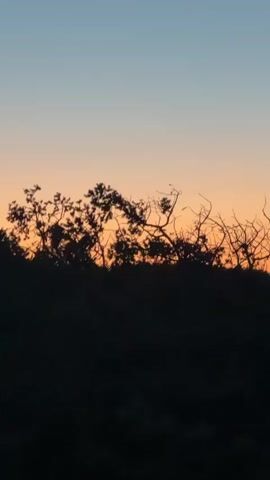 A video shows a silhouette of trees against a sunset sky. The sky transitions from a pale blue at the top to a warm orange near the horizon. The trees are dark and appear to be bare branches and some foliage. The bottom portion of the video is a solid black silhouette, likely representing a hill or ground. There are no people or animals visible.