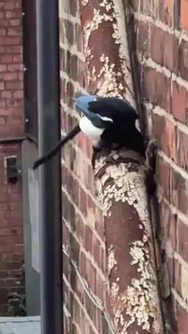 A magpie perches on a rusty, flaking pipe against a brick wall. The bird has black and white feathers with a blue tinge on its wings, and a long tail. The brick wall is red-brown and slightly mottled. A black pipe runs vertically next to the brick wall.