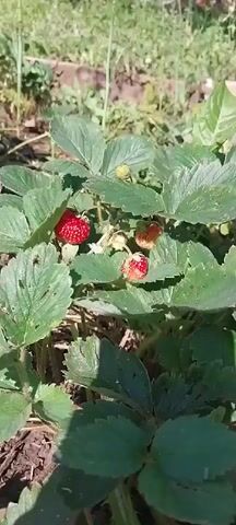 The video shows a close-up of a strawberry plant growing in soil. The plant has several green leaves and a few strawberries, some ripe and red, and others still green. The camera pans across the plant, focusing on the berries. The scene appears to be outdoors in natural sunlight, with other plants and dry soil visible in the background. One shot shows a hand reaching out and gently touching a strawberry leaf. The video is short, with each segment lasting only a second or two.