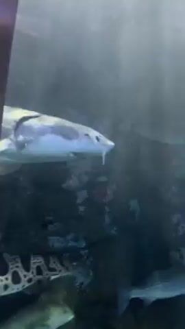 The video shows an aquarium with several fish swimming around. The largest fish is a sturgeon, easily identified by its elongated body and distinctive barbels. Other fish are visible, including one with a mottled pattern and another that is silver in color. The water appears slightly murky, and there is some light filtering through from above, casting a glow on the scene.