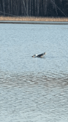 Morning waterfowl sighting at Chaikovsky lake draws witness attention