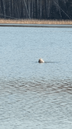 Morning waterfowl sighting at Chaikovsky lake draws witness attention
