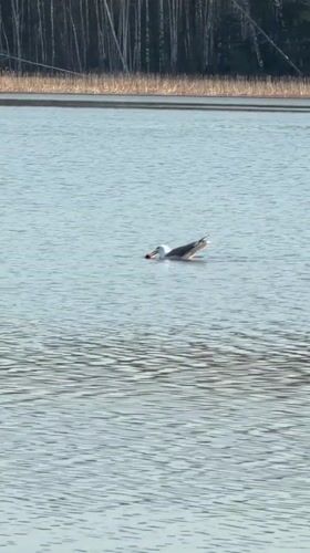Morning waterfowl sighting at Chaikovsky lake draws witness attention