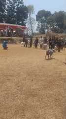 Goat show or livestock competition in Kutawaringin, Indonesia