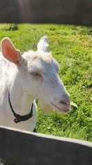 Goats in a sunny pasture, caught mid-graze and camera-curious.