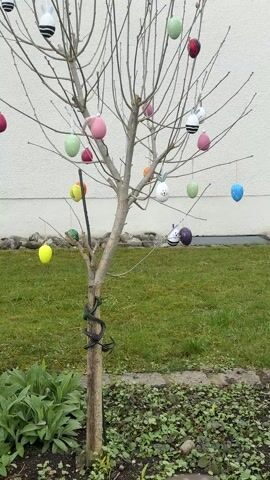 The video shows a small, bare tree decorated with colorful Easter eggs hanging from its branches. The eggs are various colors, including pink, green, yellow, red, blue, and orange, and some have patterns like stripes. The tree is planted in a patch of ground with green grass and some small plants at its base. A white wall can be seen in the background. The video is stable and gives a clear view of the Easter egg tree.
