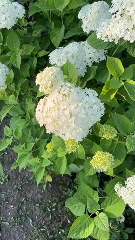 A close-up video shows white hydrangeas with green leaves. The camera pans slowly over the flowers and foliage, capturing the texture and delicate details of the petals. The lighting suggests it is daytime, with sunlight casting gentle shadows. The background is slightly blurred, focusing attention on the blooming flowers.