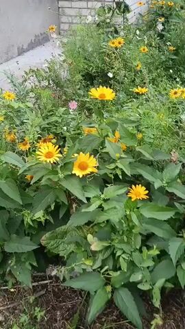 The video shows a close-up of a garden with many yellow flowers in bloom. The flowers have bright yellow petals and dark centers. The leaves of the plants are a deep green and appear healthy. The background is slightly blurred, but it seems to be more greenery and possibly a stone or concrete pathway. The video pans and zooms in on different flowers, highlighting their detail and vibrancy. There are no people or animals visible in the video. The overall impression is one of a lush and colorful garden.