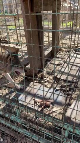 The video shows a gray wolf enclosed in a metal cage. The cage is green and appears somewhat old and rusty. The wolf moves around inside the cage, occasionally snarling, and looking directly at the camera. The cage floor is made of metal, and there are some sticks and debris inside.  Beyond the cage, the environment appears to be an outdoor setting with partial views of other structures and vegetation. The video is shot in daylight.