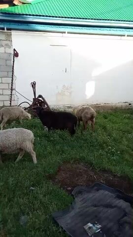 The video shows two sheep in a grassy yard. One sheep is black and the other is light brown. The light brown sheep is facing away from the camera, while the black sheep is partially visible from the side. In the background, there is a white wall with some peeling paint, a green roof, and a wooden fence. There is also a chicken visible in the background near the fence. The scene appears to be outdoors during the daytime.