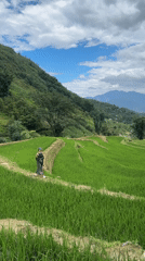 Woman walks through terraced rice paddies in Ban Ho