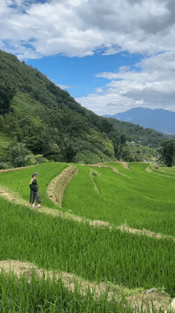 Woman walks through terraced rice paddies in Ban Ho