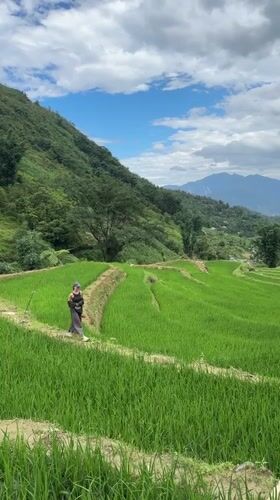 Woman walks through terraced rice paddies in Ban Ho
