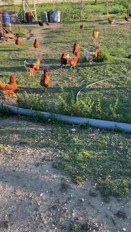 The video shows a flock of chickens in a grassy field on what appears to be a farm. The chickens are mostly brown with red combs, and they are walking around and pecking at the ground. There is a white chicken amongst them. There is a grey pipe lying on the ground near the bottom of the screen. In the background, there are trees, a fence, and some metal barrels. The lighting suggests it is late afternoon or early morning.