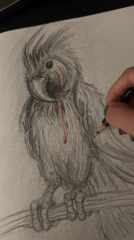 Sketching a cockatoo late at night with strawberry shortcake on the side