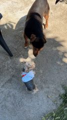 Dog owners gather with dressed-up pets in Bulgarian village