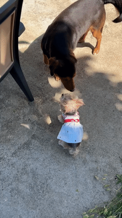Dog owners gather with dressed-up pets in Bulgarian village