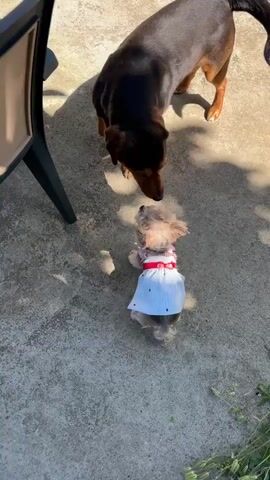 A short video shows two dogs on a concrete patio. A small dog wearing a white and blue striped shirt with red straps stands still as a medium-sized black and brown dog approaches and sniffs it. The larger dog then backs away slightly and turns to its right. A black chair leg is visible on the left, and some greenery is on the right side of the frame. The scene is lit by sunlight.