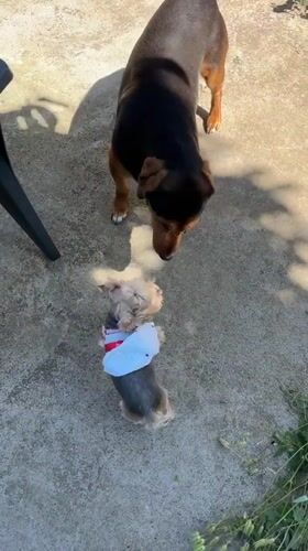 Dog owners gather with dressed-up pets in Bulgarian village