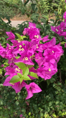 Morning flower documentation session captured in Baan Thong Po