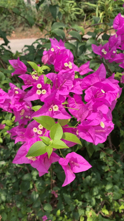 Morning flower documentation session captured in Baan Thong Po