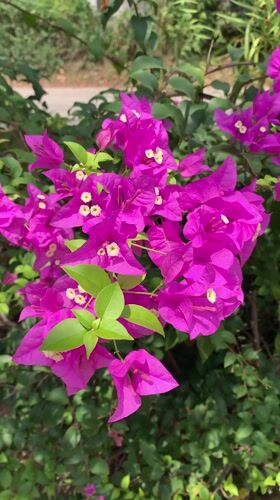 Morning flower documentation session captured in Baan Thong Po