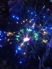 Evening snapshots: lights, plants, and a sunset silhouette