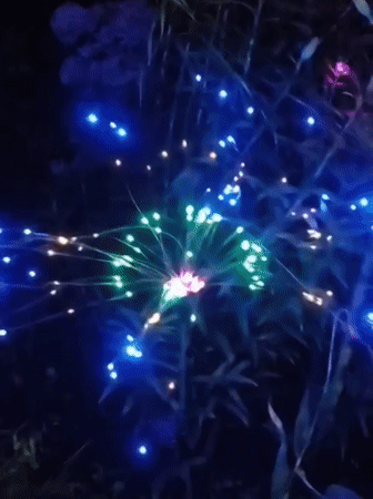 Evening snapshots: lights, plants, and a sunset silhouette