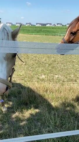 A light brown horse with a white mane is standing in a grassy field. The horse is wearing a halter and is looking down, grazing. In the background, there is a white fence and some houses in the distance. The sky is blue with some clouds. The video is a close-up shot of the horse's head and neck.