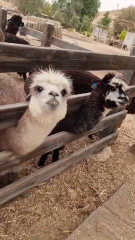 The video shows several alpacas inside a wooden pen. An alpaca with white and brown fur is closest to the camera. It sticks its head out from between the rails of the pen. A person’s hand reaches out to touch the alpaca. In the background, there are other alpacas, also within the pen. The ground inside the pen is covered with hay. Outside the pen, the background shows trees, a building, and more wooden fencing.