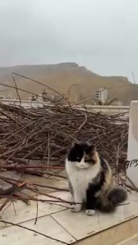 Here's a description of the video:

The video shows a medium-haired cat sitting on a tiled surface outdoors. The cat is calico colored, with black, white, and orange fur. It has green eyes. Behind the cat is a pile of dry branches. In the background, a hill or mountain can be seen under an overcast sky. The overall environment appears to be a rooftop or patio. The camera zooms in slightly on the cat's face before zooming back out.