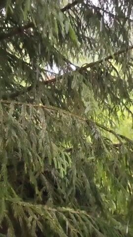 The video shows a close-up view of dark green pine needles and branches of a spruce tree. Water droplets are visible on the needles, suggesting it is raining or has recently rained. The background is out of focus but appears to be an outdoor scene with greenery and possibly a building or structure. The camera angle is looking upwards through the branches.