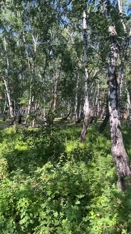 A video displays a dense forest area with many birch trees. The camera moves slowly, panning through the trees and undergrowth. In the distance, there are glimpses of what appear to be tents or stalls set up, with hints of people and vehicles. The foliage is lush and green, suggesting a warm season. The lighting indicates it is daytime, with sunlight filtering through the leaves, creating dappled patterns on the ground.