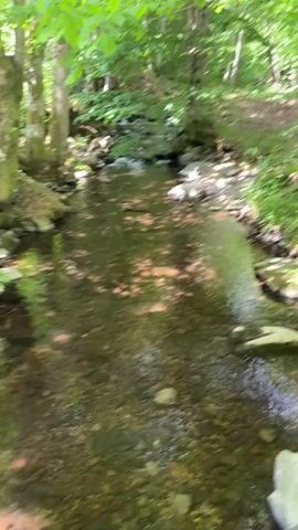 The video shows a small stream in a forest. The camera is positioned slightly above the water, looking down at the stream as it flows over rocks and a small artificial dam. The stream is surrounded by trees with green leaves. The water is clear enough to see rocks on the bottom.  The camera moves slightly, panning down to focus on the water flowing over the dam.