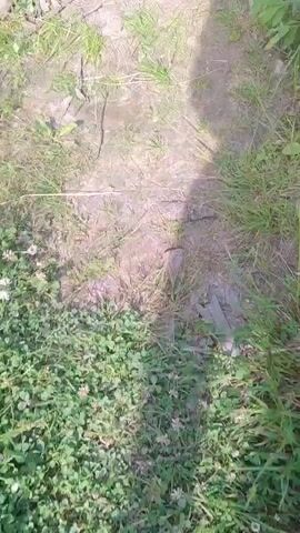 The video begins with a close-up of a dirt path with some grass and twigs scattered around. As the camera pans upwards and to the right, it reveals a large tree stump with exposed roots, surrounded by debris and old wooden planks. A rickety wooden fence with several vertical planks stands to the left of the stump. The background consists of green trees and a bright blue sky with some clouds. A shadow of a person wearing a hat is visible on the ground in the foreground. The scene appears to be an outdoor area, possibly a yard or a wooded location, with evidence of recent tree removal or storm damage.