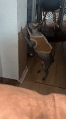 Cats observed in normal domestic activities in Konz home
