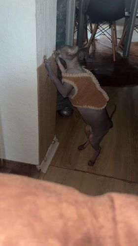 Cats observed in normal domestic activities in Konz home
