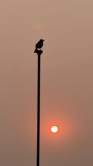 Bird silhouetted against sunset sky in Pokhara, Nepal