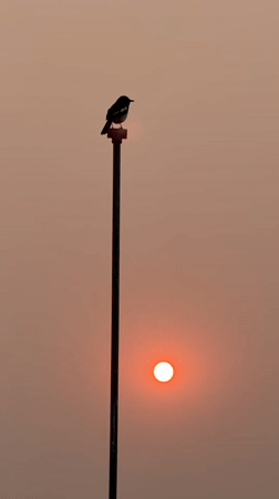 Bird silhouetted against sunset sky in Pokhara, Nepal