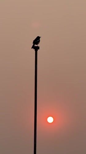 Bird silhouetted against sunset sky in Pokhara, Nepal