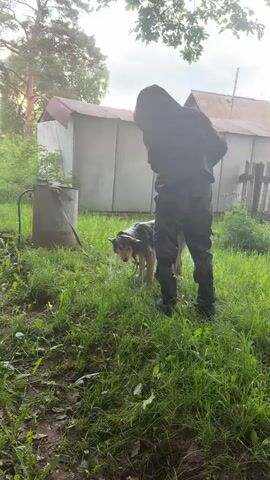 A person in rubber boots and camouflage clothing pours water from a yellow watering can on the head of a muddy German Shepherd dog. The dog stands in green grass near a tin shed. The dog's head is soaked with water streaming down its face.
