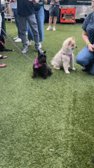 Two leashed dogs on artificial turf in Boston